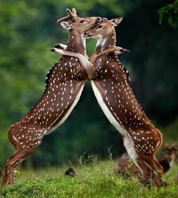 Perfect Nature Lovers