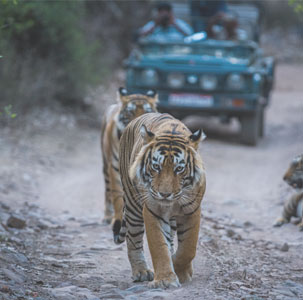 Sariska Tiger