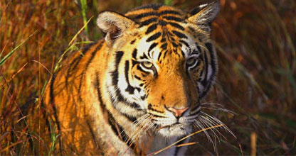 Wildlife and Tiger Sightings