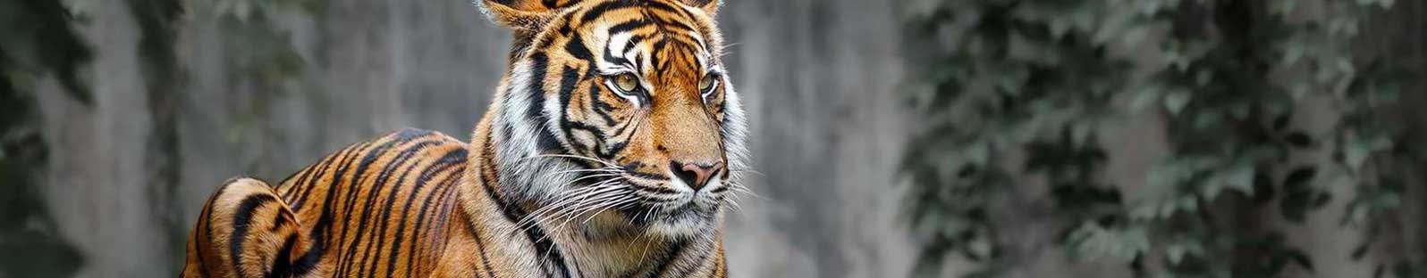 sariska national park