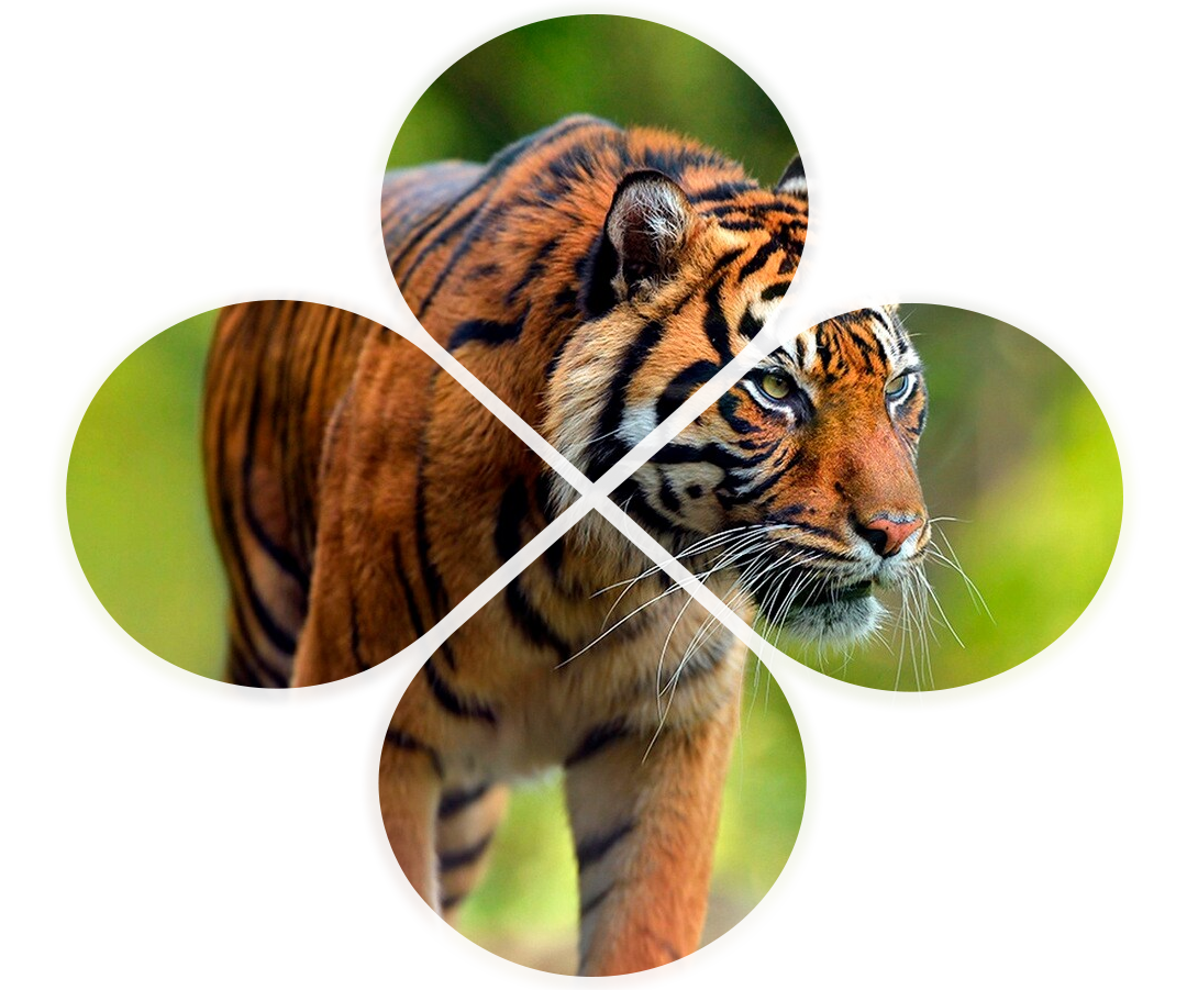 Sariska Tiger